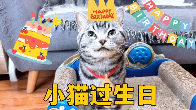 小猫过生日,和主人又吃饭又唱歌,结果一分钱没花