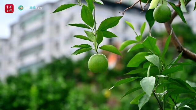 《重庆探秘》预告 | 这里的绝景岂止10元人民币背景图?!