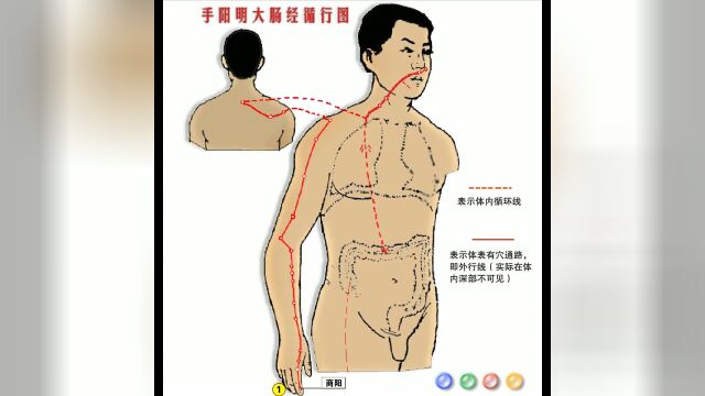 《十二经脉》动画图 02章 手阳明大肠经