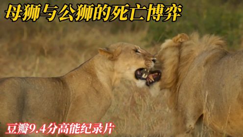母狮背叛雄狮被追杀，它巧使心计挽回雄狮，又获狮群原谅，纪录片