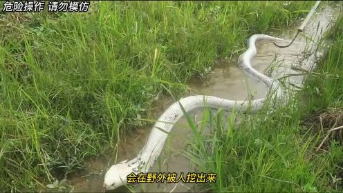 农田里出现了一条白色的眼镜蛇