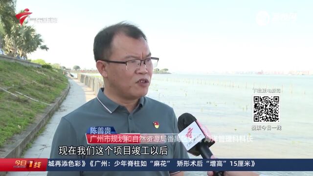 广州番禺:升级改造红树林海岸 海洋生态修复项目竣工