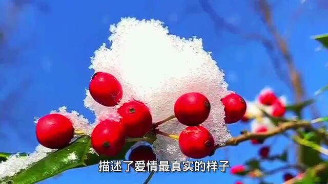 朗诵:暮雪白头爱更浓(太美了)