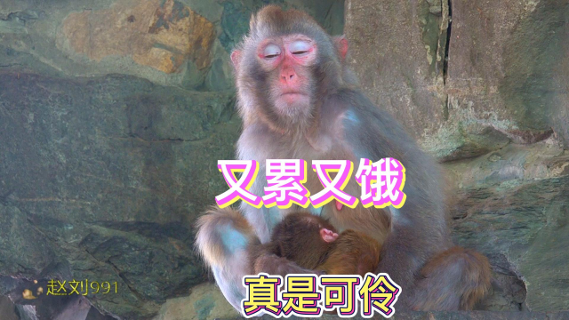 刚分娩完的母猴又累又饿.脐带还没处理,拖着疲惫的身躯去找水喝