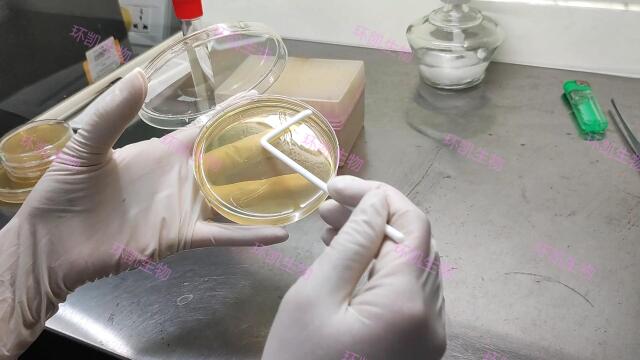 90mm平皿培养涂布接种操作介绍