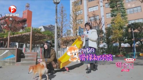 正宗的日本柴犬，费沁源第一次见到，整个人心都被萌化了｜蜜食记
