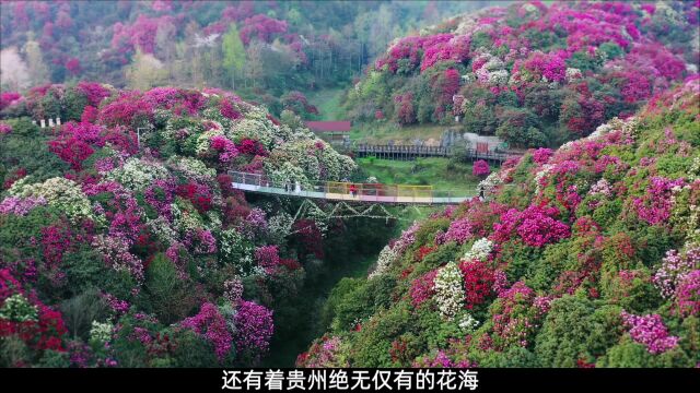 如果你要到贵州旅游,那一定不要错过花海毕节