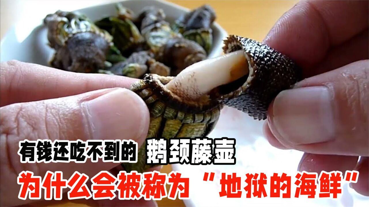 鹅颈藤壶是什么？为什么会被称为“地狱的海鲜”？有钱还吃不到_高清1080P在线观看平台_腾讯视频
