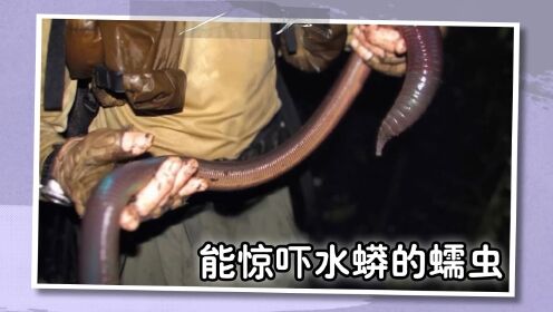 澳大利亚的巨型吉普斯兰蚯蚓