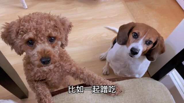 比格实验犬到家2年多,会争宠还有小脾气