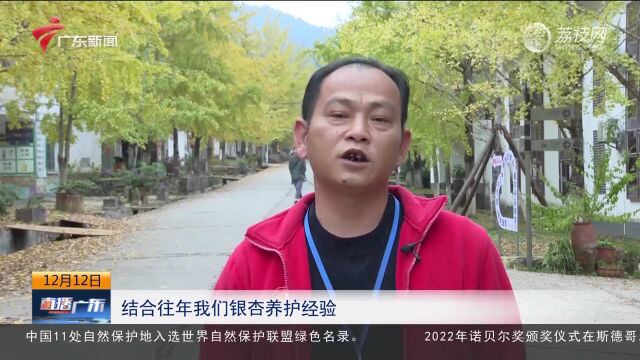 韶关南雄:帽子峰景区“黄金大道”进入最佳观赏期