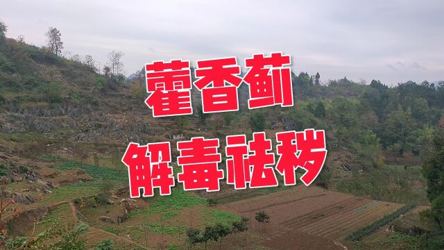 藿香蓟:解毒祛秽,气味很大,这种地里面很多,你认识吗?