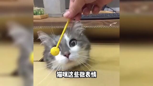 猫咪的常见微表情是什么意思