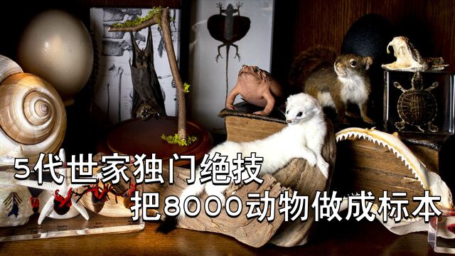 传奇世家制作8000多动物标本,手艺高超让死去的鸽子宛如新生