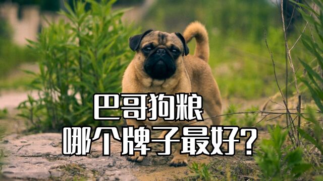 巴哥狗粮哪个牌子最好?巴哥狗粮排行榜!