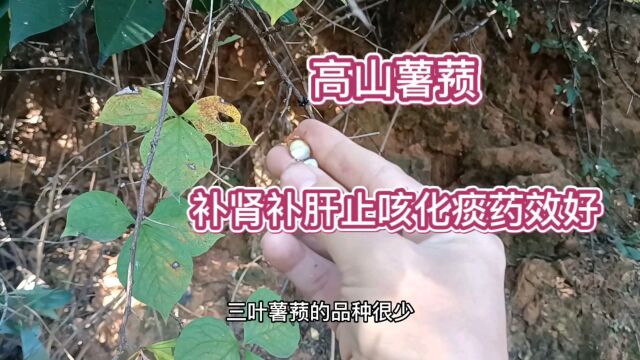 这样植物你见过吗?它就是高山薯蓣,药效特别好