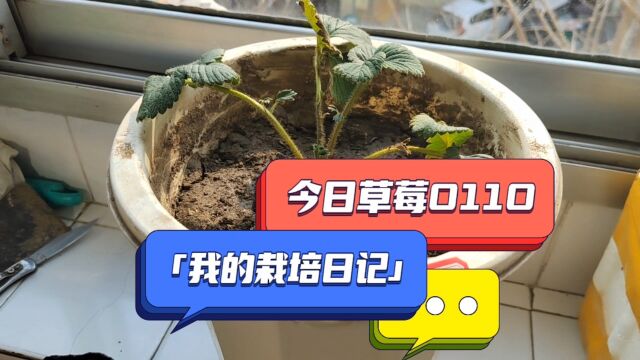 我的栽培日记—今日草莓0110