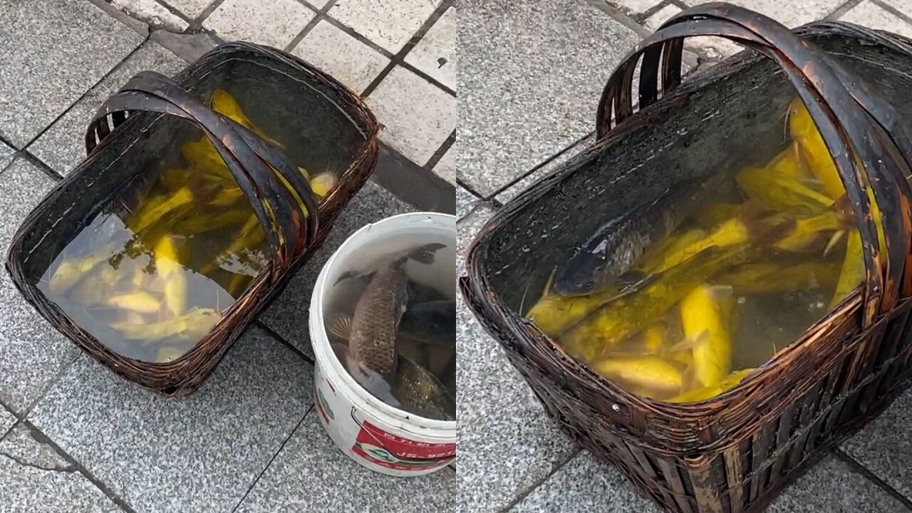 男子用竹篮储水卖鱼却"滴水不漏",网友炸锅