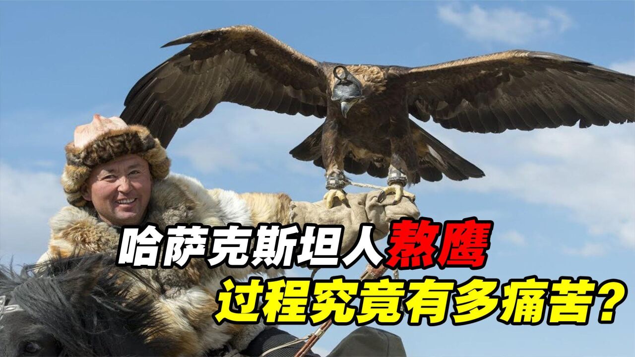 熬鹰有多痛苦?人和鹰几天几夜不合眼,只是为了让鹰听话_高清1080P在线观看平台_腾讯视频
