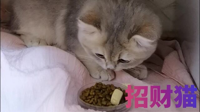 大馋猫 爱吃肉