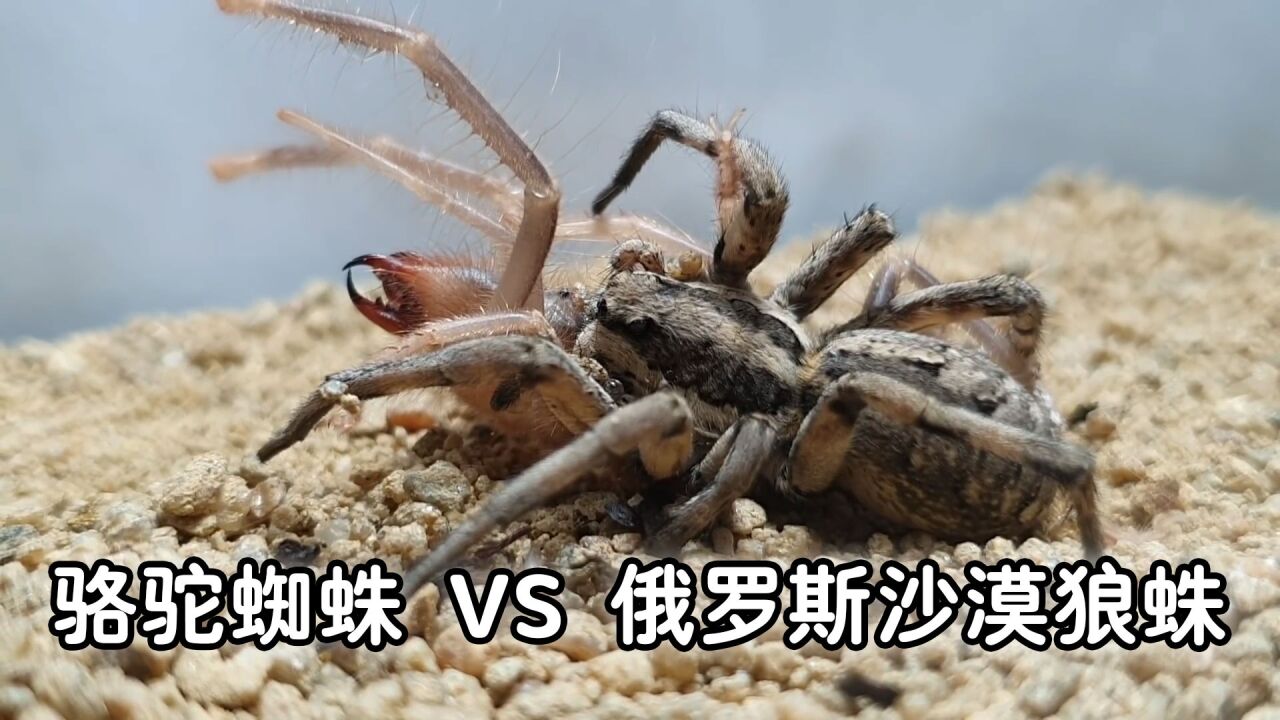 骆驼蛛vs沙狼蛛,锁脖拿背扣眼珠子,一气呵成