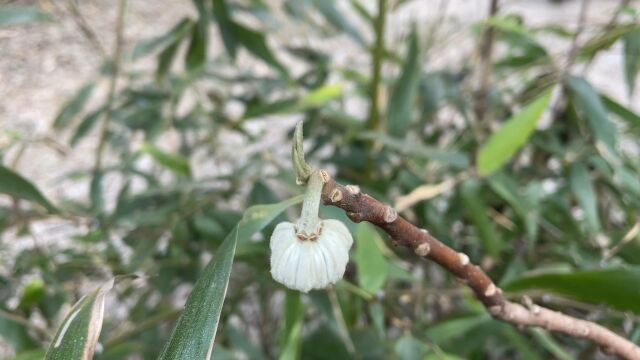 结香耐寒开花多又香,种上1棵年年有花赏,详细分享养护方法