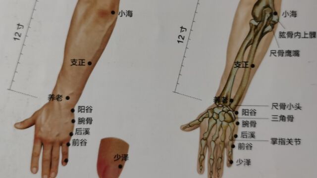 儿童学中医系列之细说中医经络5(手太阳小肠经)