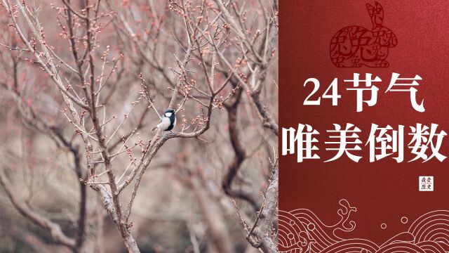 24节气唯美倒数,新年加油!