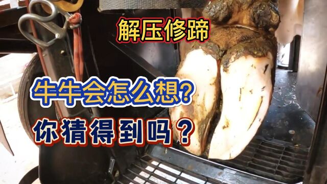 牛牛会怎么想?你猜得到吗?