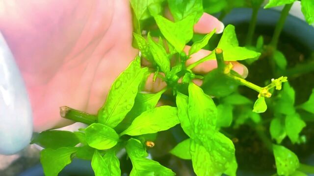 每天午后一场雨,楼顶上修剪后的辣椒树长势喜人