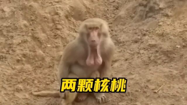 一群疯狂的狒狒 #狒狒 #动物