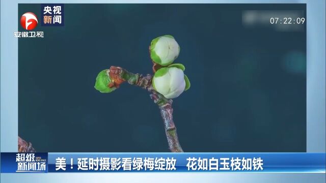 甘肃陇南:延时摄影看绿梅绽放,花如白玉枝如铁