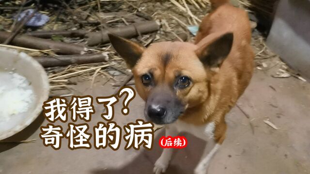 只有母狗才会得的病?两只花花狗后续来了