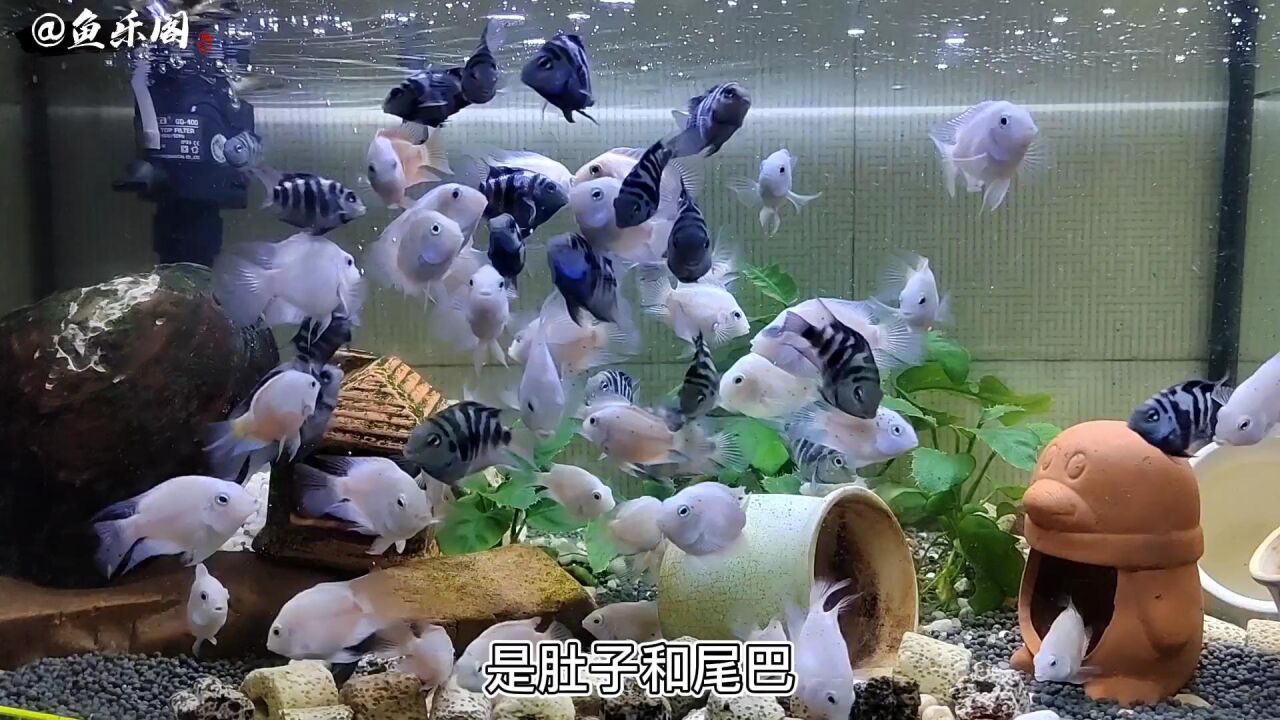 一对迷你鹦鹉鱼,母鱼死了,给公鱼再配条母鱼,能行吗?