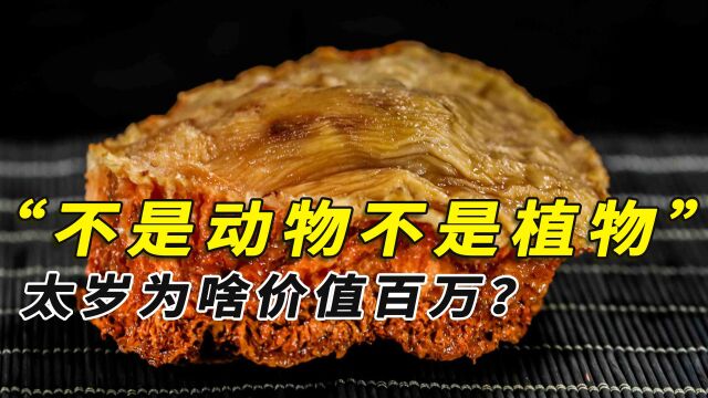 价值百万的太岁,既不是植物也不是“动物肉”,那它到底是啥?