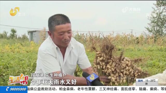 好花生榨好油!平度大花生迎来收获期,企业田间地头现场收购