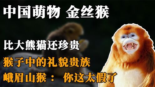 中国萌物金丝猴，因为太礼貌了，让峨眉山猴子蒙羞