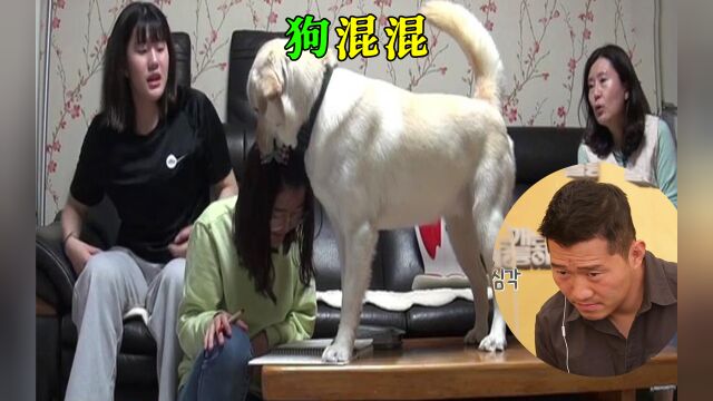 女儿被爱犬当成玩具,狗主人做法让人愤怒,事后还跟狗道歉