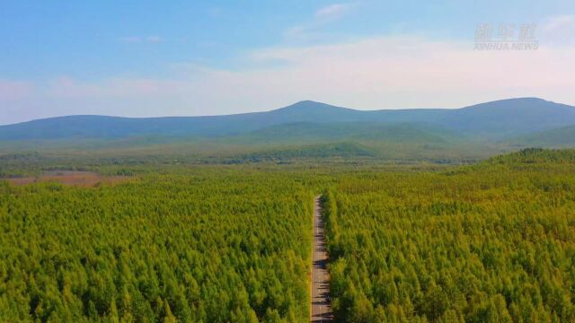 千城胜景|“中国冷极”内蒙古根河:寻找秋的足迹