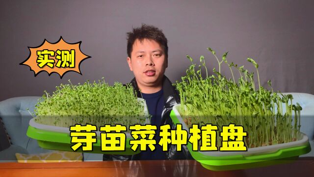 实测阳台能种菜的“芽苗菜种植盘”,好种还能净化空气?