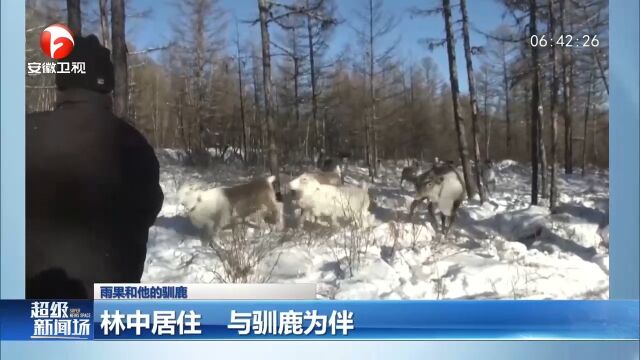 雨果和他的驯鹿:在大兴安岭林中居住,每天与驯鹿为伴