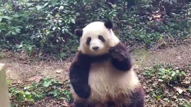 为了让粉丝赚回票钱,熊猫做到了“雨露均沾”,抬手的样子真可爱