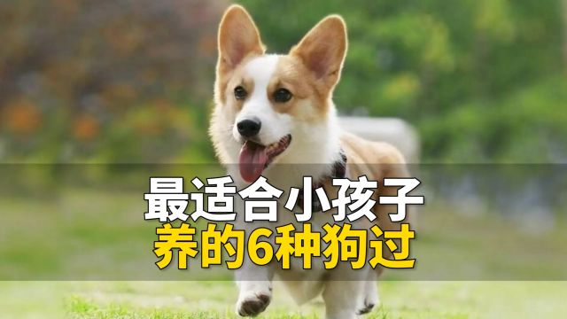 最适合小孩子养的6种狗狗