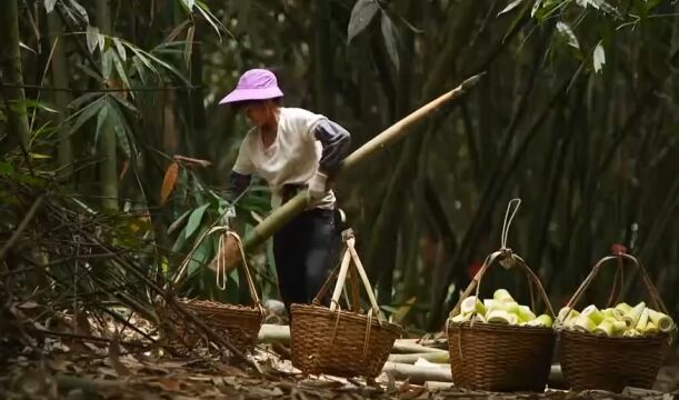 当地特产“麻竹笋”,每个竹笋个头都很大,普遍都有三四十斤重