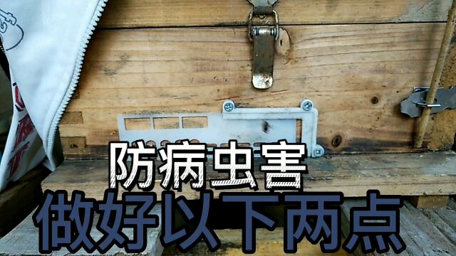 养殖蜜蜂:做好这两点,一年都不会有病害、巢虫