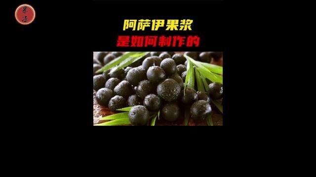 阿萨伊果是如何采收的,工厂批量生产阿萨伊果浆的过程#阿萨伊果 #巴西莓 #果酱 #制作过程 #涨知识