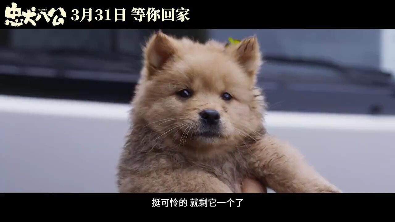 冯小刚主演电影《忠犬八公》发布定档预告,官宣将于3月31日上映