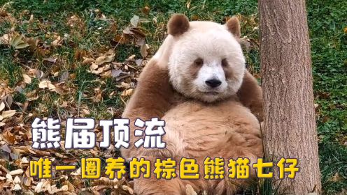 熊猫的辨识度有多高，棕色熊猫七仔像褪色，和花被官方吐槽短胖