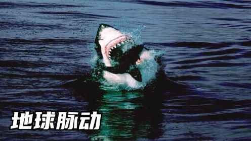 鲨鱼捕食有多迅猛？镜头放慢40倍才看清！难以超越的经典记录片