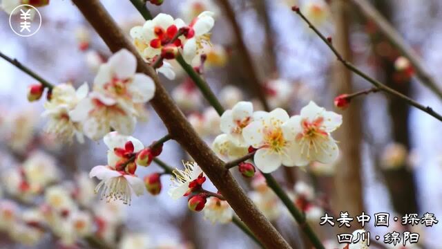 2月27日四川绵阳